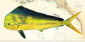 Dorado (Mahi) Over Nautical Charts - Custom