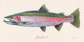 Steelhead Trout Illustration 132 Sleeve Print