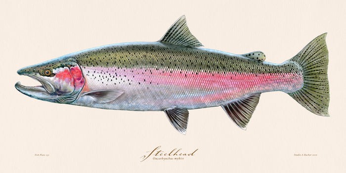 Steelhead Trout Illustration 132 Sleeve Print